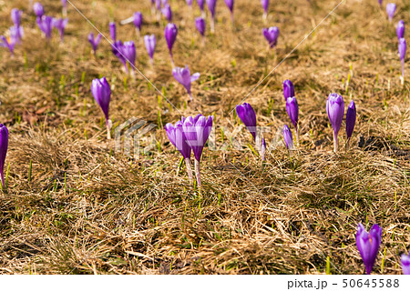 saffron growing in a meadow saffron growing in a meadow 50645588