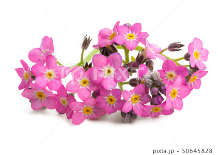 forget-me-not isolated forget-me-not isolated 50645828