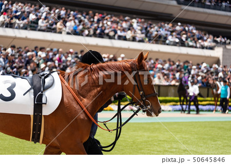 パドック 50645846