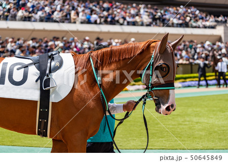 パドック 50645849