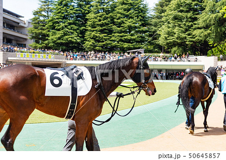 パドック パドック 50645857