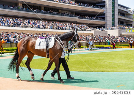 パドック パドック 50645858