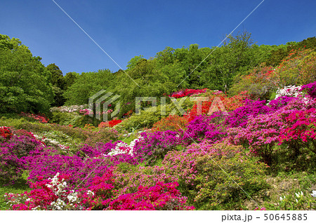 五大尊つつじ公園のつつじの花 五大尊つつじ公園のつつじの花 50645885
