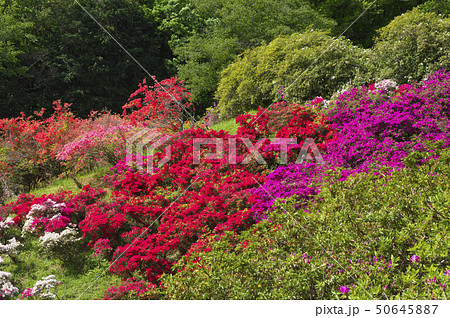 五大尊つつじ公園のつつじの花 50645887