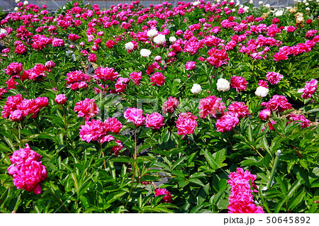 芍薬 芍薬 50645892