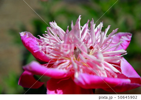 芍薬 50645902