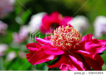 芍薬 芍薬 50645904