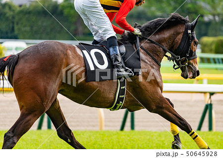 競馬 50645928