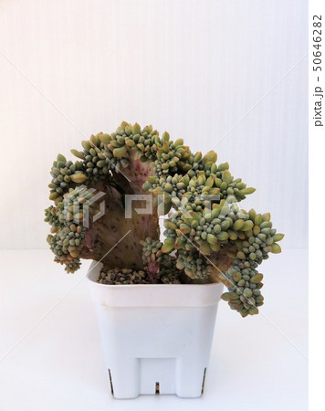 霜の朝　綴化 50646282