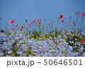 ネモフィラとポピー 50646501