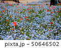 ネモフィラとポピー 50646502