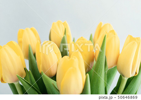 Bouquet of yellow tulips Bouquet of yellow tulips 50646869