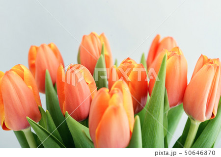 Bouquet of red tulips 50646870