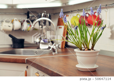 Blooming muscari in flower pot 50647114
