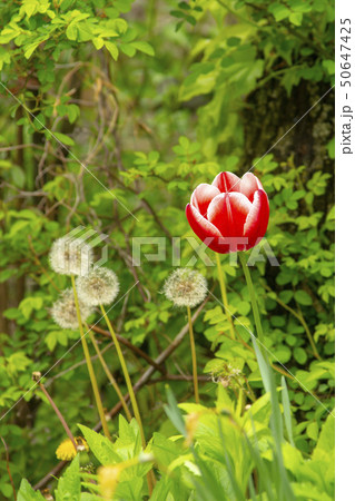 花 チューリップ 風景 50647425