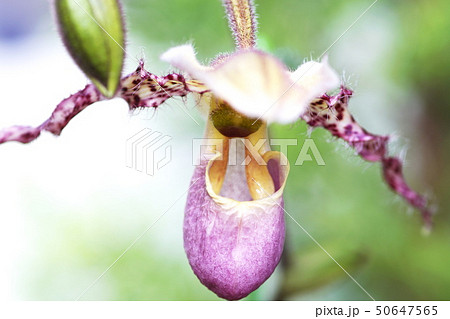 美しく咲き誇る世界の洋ラン展 50647565