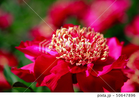 芍薬 芍薬 50647896
