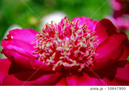 芍薬 芍薬 50647900