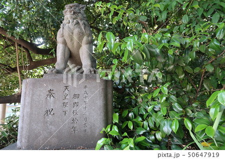 ときわ台の天祖神社の天皇陛下御即位十年の狛犬 ときわ台の天祖神社の天皇陛下御即位十年の狛犬 50647919