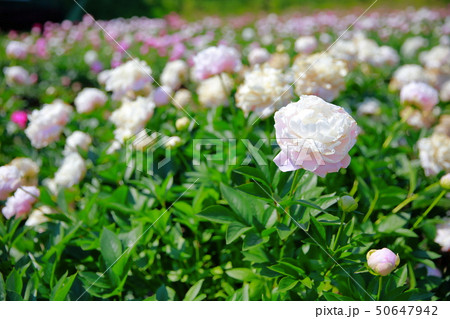 芍薬 50647942