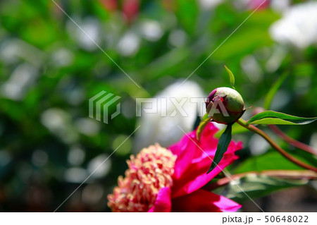 芍薬 芍薬 50648022