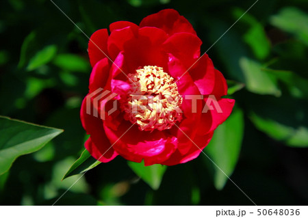 芍薬 50648036