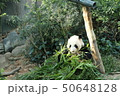 竹を食べるパンダ　Panda eating bamboo 50648128