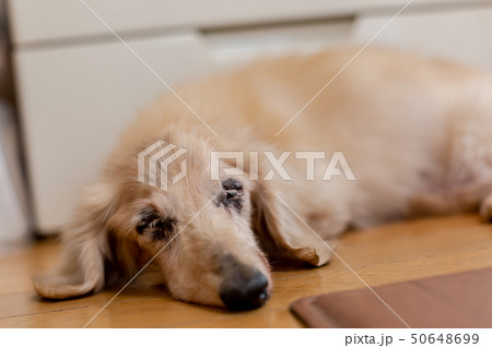 シニアダックス シニアダックス 50648699