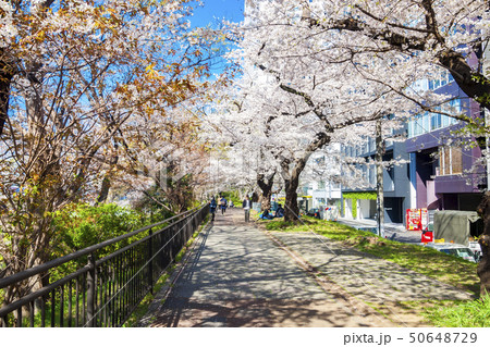 【東京都】外濠公園の桜 50648729