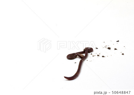 earthworms isolated on white background. 50648847