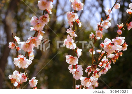 梅の花 梅の花 50649025