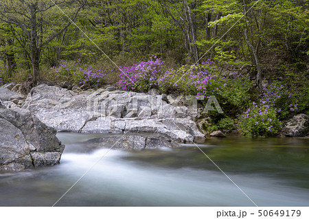 風景 花 ダルグン谷 50649179