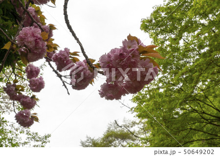 屋外 室外 仏教 50649202