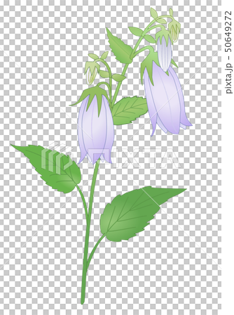 ホタルブクロ ホタルブクロ 50649272