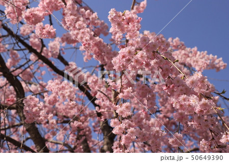 日中線のしだれ桜(福島県・喜多方市) 日中線のしだれ桜(福島県・喜多方市) 50649390