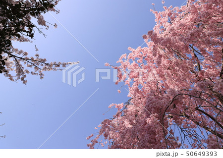 日中線のしだれ桜(福島県・喜多方市) 日中線のしだれ桜(福島県・喜多方市) 50649393