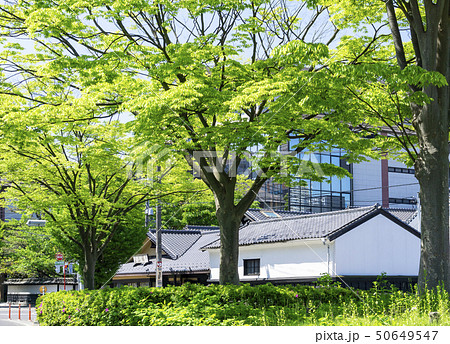 我が街シリーズ、新緑の銀杏並木・愛宕上杉通り 50649547
