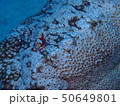 ナマコの上にウミウシカクレエビ 50649801