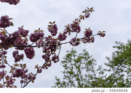 屋外 室外 仏教 50649846