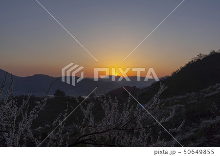 梅の村 春 全羅南道 50649855