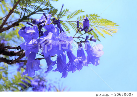 ハカランダの写真素材
