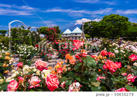 (静岡県)富士市中央公園のバラ 後方に富士山 (静岡県)富士市中央公園のバラ 後方に富士山 50650279