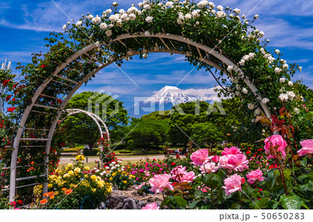 (静岡県)富士市中央公園のバラ 後方に富士山 (静岡県)富士市中央公園のバラ 後方に富士山 50650283