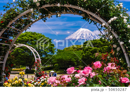 (静岡県)富士市中央公園のバラ 後方に富士山 (静岡県)富士市中央公園のバラ 後方に富士山 50650287
