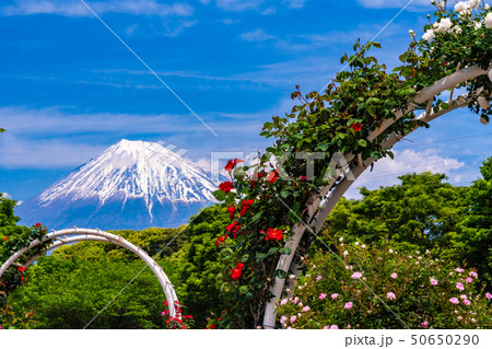 (静岡県)富士市中央公園のバラ 後方に富士山 (静岡県)富士市中央公園のバラ 後方に富士山 50650290