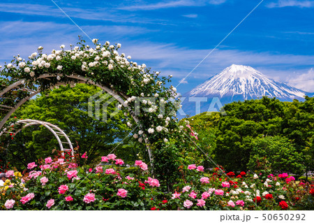 （静岡県）富士市中央公園のバラ　後方に富士山 50650292