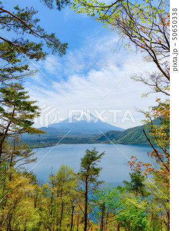 本栖湖　湖畔からの富士山 50650338