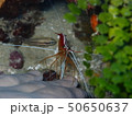 手に乗ろうとするアカシマシラヒゲエビ 50650637