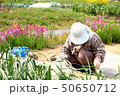田舎の畑で働くおばあちゃん 50650712