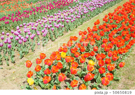 春の公園　チューリップ花畑 50650819